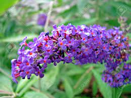 The flowers are arranged in a showy, terminal, elongated cluster, and each flower is tubular and pendent. Purple Cluster Of Flowers On Bush Stock Photo Picture And Royalty Free Image Image 3438275