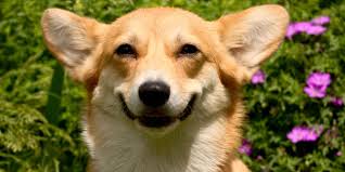 Checking 'include nearby areas' will expand your search. Bride On Craigslist Seeks Half A Dozen Corgis For Cutest Wedding Of 2015 Pembroke Welsh Corgi Corgi Corgi Dog