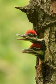 Birds Of Northern Michigan Rambi Thursday Neighborhood Birds Today Michigan Nature Animals Beautiful Birds