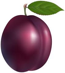 plum png clip art fruit painting beautiful fruits plum fruit plum png clip art fruit painting