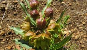 Image result for Sebaea leiostyla