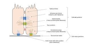 What are the 3 types of cell junctions. Cell Adhesion Proteins Research Tools Creative Biomart Creative Biomart