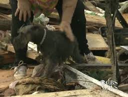Hours may change under current circumstances Oklahoma Tornado Survivor Finds Dog Buried Alive During Interview The Dogington Post