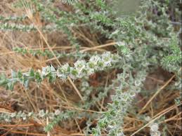 Image result for Salsola kali