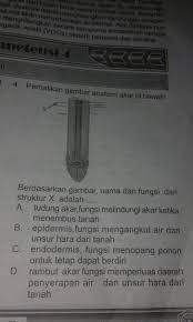 Maybe you would like to learn more about one of these? Berdasarkan Gambar Fungsi Dari Struktur X Adalah Berbagi Struktur