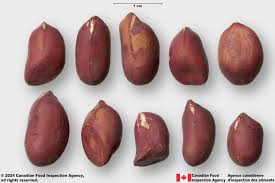 Image result for Arachis hypogaea