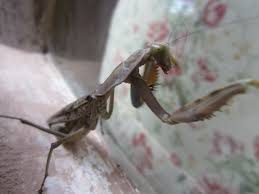 In america, the image was popularized by washington irving's short story the legend of sleepy hollow. Praying Mantis Kungfu