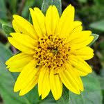 Image result for Aspilia africana