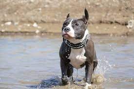 We did not find results for: Bully Industries Nz Home Facebook