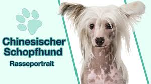 Finde jetzt schnell die besten angebote für pudel suchen ein zuhause auf focus online kleinanzeigen. Chinesischer Schopfhund Im Rasseportrait Weisst Du Alles Uber Diesen Liebevollen Nackthund Youtube