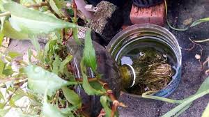 Cara tanam daun kesum dengan air / how to grow vietnamese mint in water. Ini Tip Tanam Pokok Kesum Bagi Hidup Boleh Tinggal Balik Kampung Sebab Airnya Cuma Tengok Sebulan Sekali Mingguan Wanita
