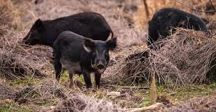 Pin On The Snipe Hunt