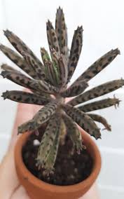 Kalanchoe Bryophyllum Tubiflora Mother Of Thousands Chandelier 1 Live Plant Garden Outdoor Plant Care Plants Live Plants