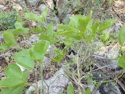 Image result for Hilsenbergia