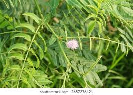 Image result for Mimosa pigra