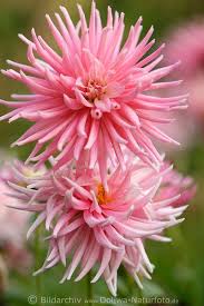 Dahlias Monk Marc Cactus Dahlien Schoner Blumengarten Gartenblumen