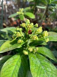 Image result for Synadenium cupulare