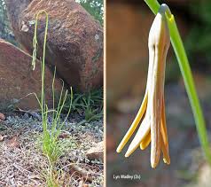 Image result for Dipcadi marlothii