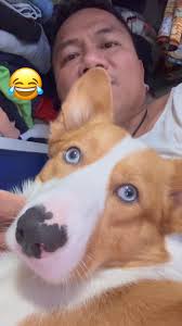 very sensitive farkle ear 🤣🤣 #rodanteandfarkle #fypシ゚ #corgi #farkle  #shortlegs #shortlegs #corgilife #furmily #doglover #pembrokewelshcorgi