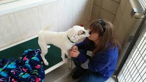 German shepherd rescues in texas austin german shepherd rescue (agsdr) good shepherd rescue of north texas camp wolfgang german shepherd rescue (note that they also have akitas, malamutes, and other. With Rescue Dogs In Demand More Shelters Look Far Afield For Fido Npr