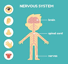 The central nervous system (the brain and spinal cord) and the peripheral nervous system (the nerves that carry impulses to and from the central nervous system). Central Nervous System Definition Function Parts Biology Dictionary