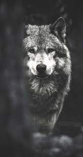 Desktop and mobile phone wallpaper 4k wolf fantasy art with search keywords wolf, fantasy, animal. Wolf Wallpaper For Iphone Xr