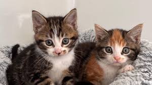 ‪Stray cat saves kittens from danger before being killed on road‬‏