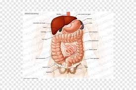 Maybe you would like to learn more about one of these? Organ System Abdomen Anatomy Human Body Box Illustration Hand Human Png Pngegg