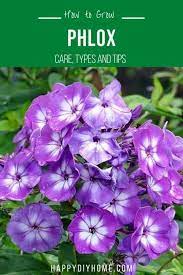 Pin On Perennial Flower Gardens