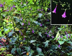 Image result for Strobilanthes hamiltoniana