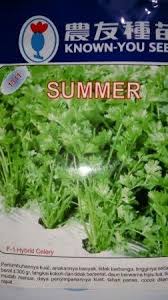 Menanam daun ketumbar coriander praktis dan mudah banget. Daun Seledri Vs Daun Sup