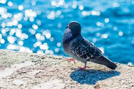 Maybe you like animals and you want to be humane; What The Flock Pigeons Sydney S Best Pest Control