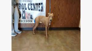 Common problems that can drive any dog owner to howl. A1374 Betty Urgent Kill List Clayton County Ac By Partners For Pets Inc