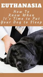 However, the bill can climb much higher depending on what options are chosen. When To Put Your Dog Down Tips How To Know It S Time To Euthanize A Dog Putting Dog To Sleep Elderly Dogs Dogs