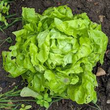 Image result for Lactuca ugandensis
