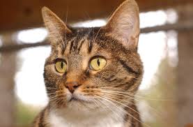 Food like tomatoes and potatoes might give them gastrointestinal problems. What Is New Hanover County Ordinances Concerning Stray Cats