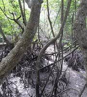 Contextual translation of paya bakau into english. Taman Paya Bakau Mangrove Forest Park A Monkey Got My Bicycle Picture Of Mangrove Swamp Park Lumut Tripadvisor