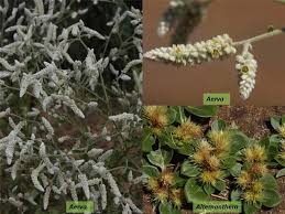 Image result for Hermbstaedtia odorata