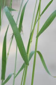 Image result for Bromus
