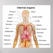Image result for internal organs