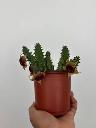 Image result for Huernia
