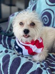 Meet Oliver, my sons friends dog. Hes such a sweetheart!!