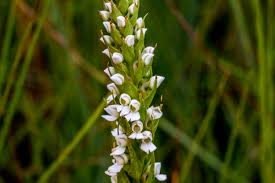 Image result for Nidorella auriculata