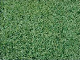 Sunshine growers is an authorized dealer for southland sod original marathon. Pacific Sod Landscape Architect