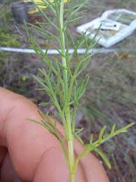 Image result for Schkuhria pinnata
