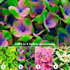 Garten Hortensie Magical Coral Blue Online Kaufen Bei Gartner Potschke Hortensien Hortensienpflanze Und Hydrangea Macrophylla