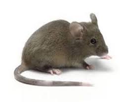 تفسير حلم الفار في منام المرأة الحامل تفسير رؤيه الفار للحامل في المنام