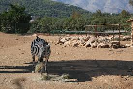 Με τη βοήθεια των σύγχρονων τεχνολογιών, τα ζώα της αρχαιότητας, στις σύγχρονες ταινίες, «ζωντανεύουν» μπροστά στα μάτια μας. Oi Ma8htes Ths A B Kai G Dhmotikoy Se Ekpaideytikh Episkepsh Sto Attiko Zwologiko Parko Ekpaideytikh Anagennhsh