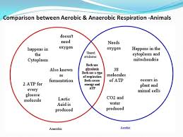 What is aerobic respiration in animals. 2 F Respiration Flashcards Quizlet