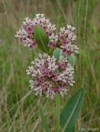 Image result for Strophanthus nicholsonii